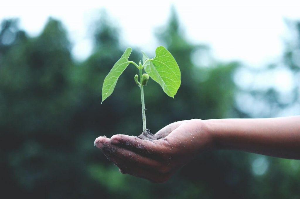 Image of a hand holding a small amount of dirt, with a tiny plant emerging from it, symbolizing growth and new beginnings.