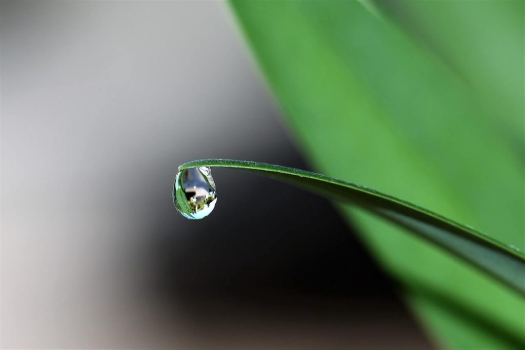 A single leaf with a glistening water drop hanging from the tip, reflecting the surrounding light.