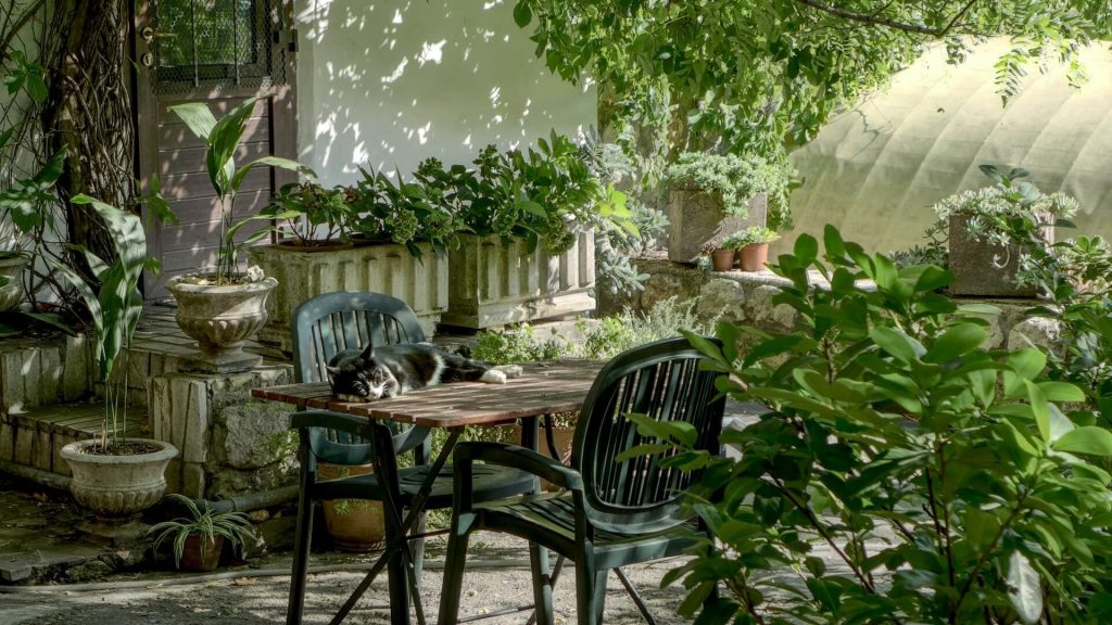 A garden with various types of plants and a table in the middle